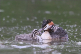 <p>POTÁPKA ROHÁČ (Podiceps cristatus) Varnsdorf</p>